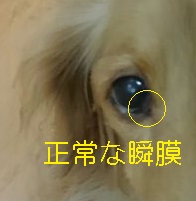 第三眼瞼