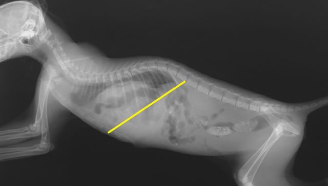 横隔膜 ヘルニア 猫