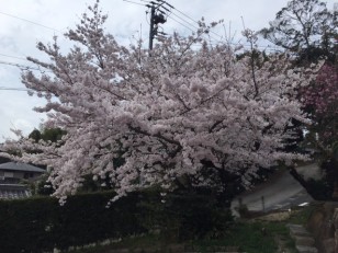 桜