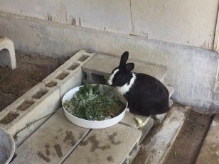 男の子の兎さん