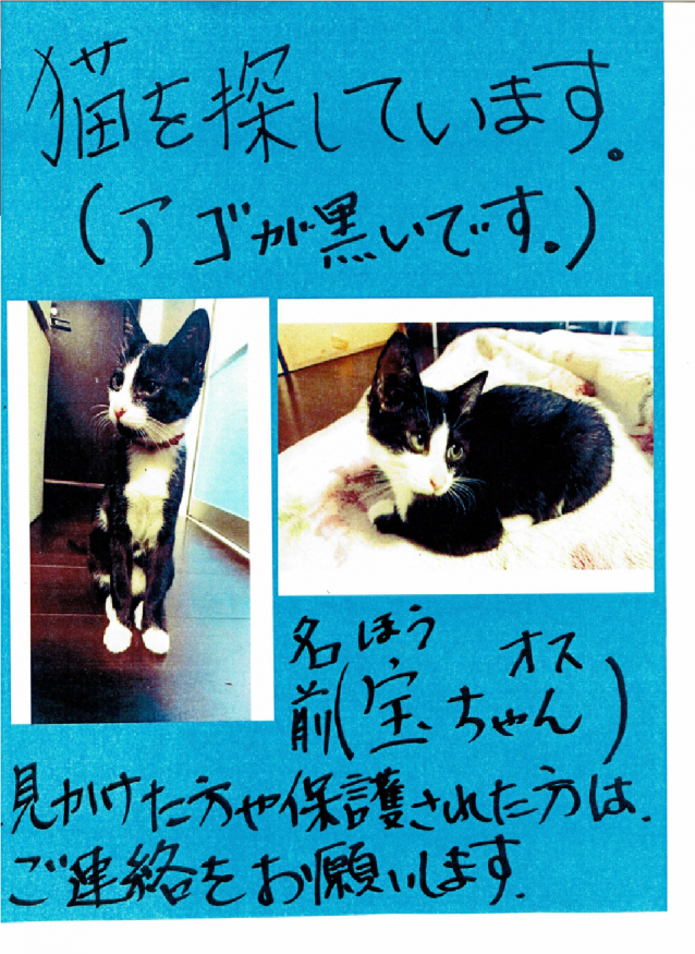 猫探してます20180214
