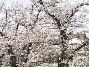 壇渓橋に咲いていた桜