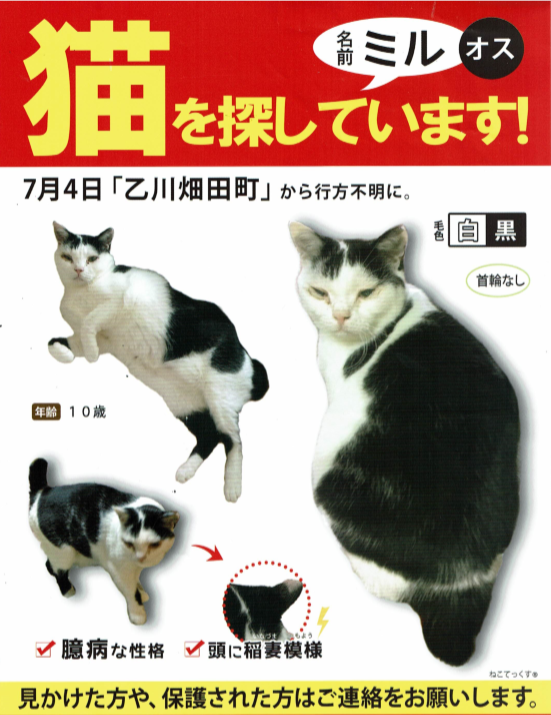 猫探してます 杉浦様