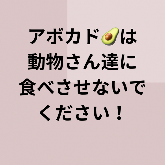 アボカドは胃腸障害を起こす事があるので与えないで下さい！