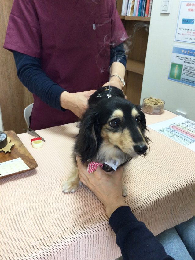 治療中のポムちゃん