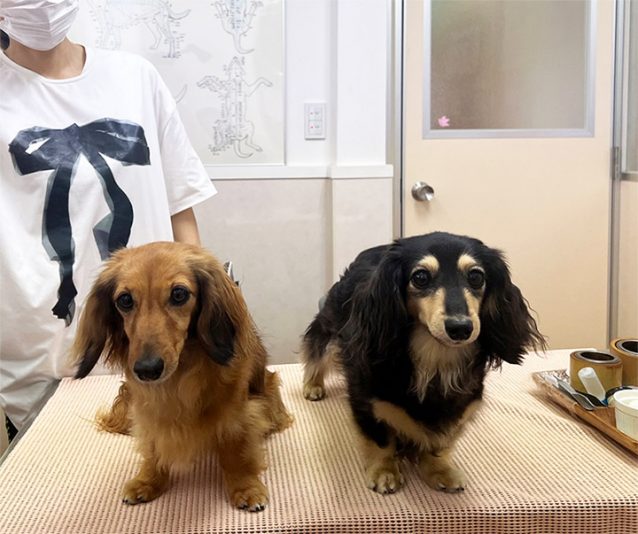 カニンヘン・ダックスフンドのペシュちゃん（4才・左）とポムちゃん（6才・右）