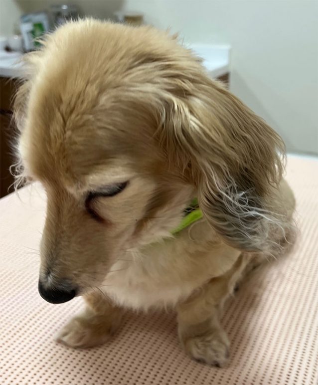 チャーリーくん