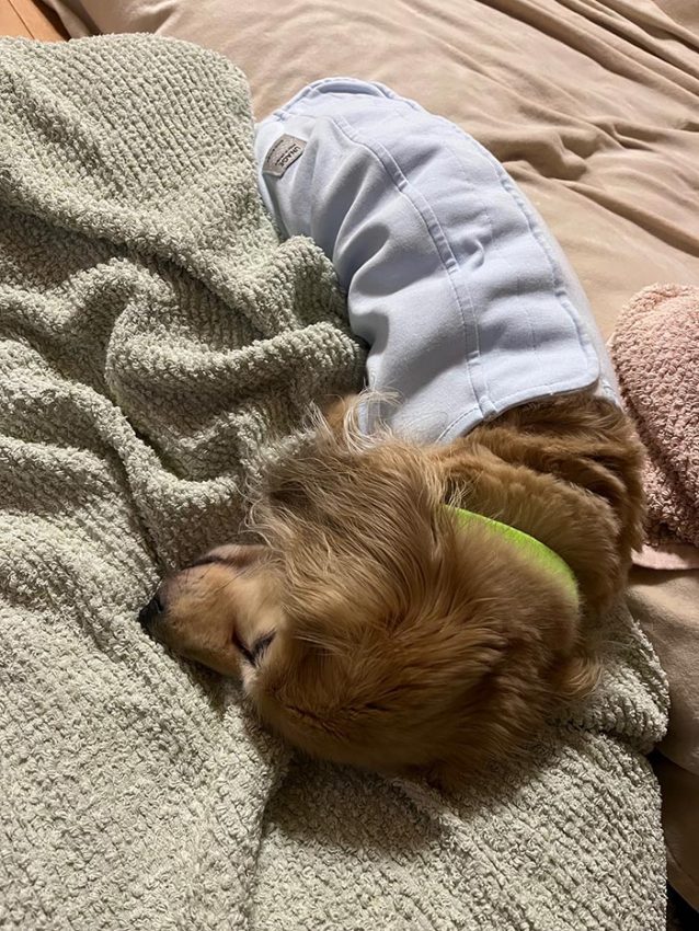 チャーリーちゃん