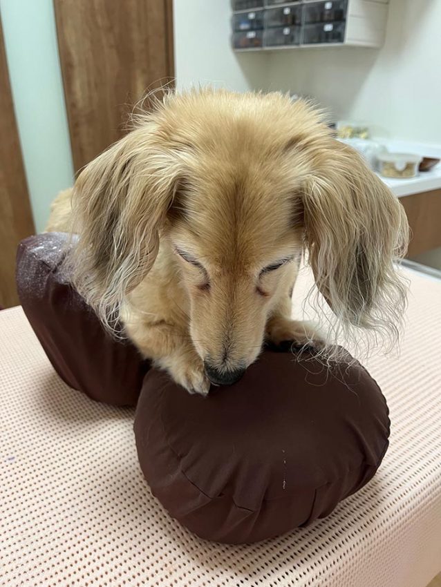 チャーリーちゃん
