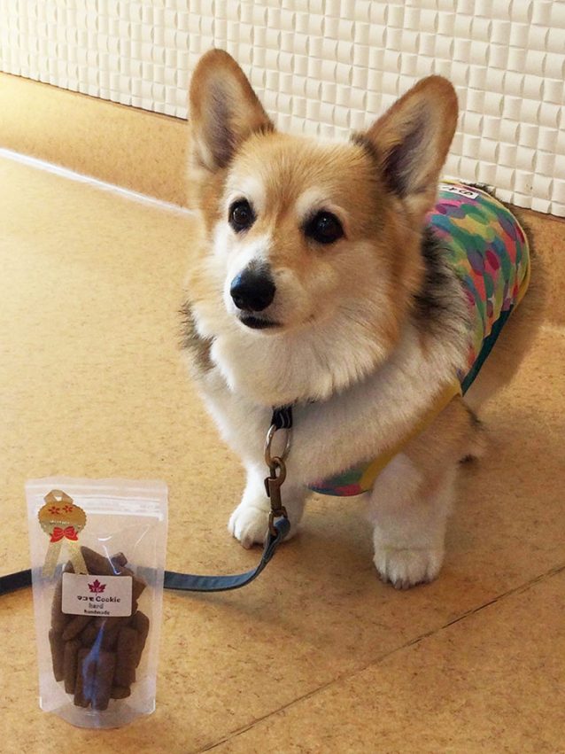 ウェルシュ・コーギーののわちゃん