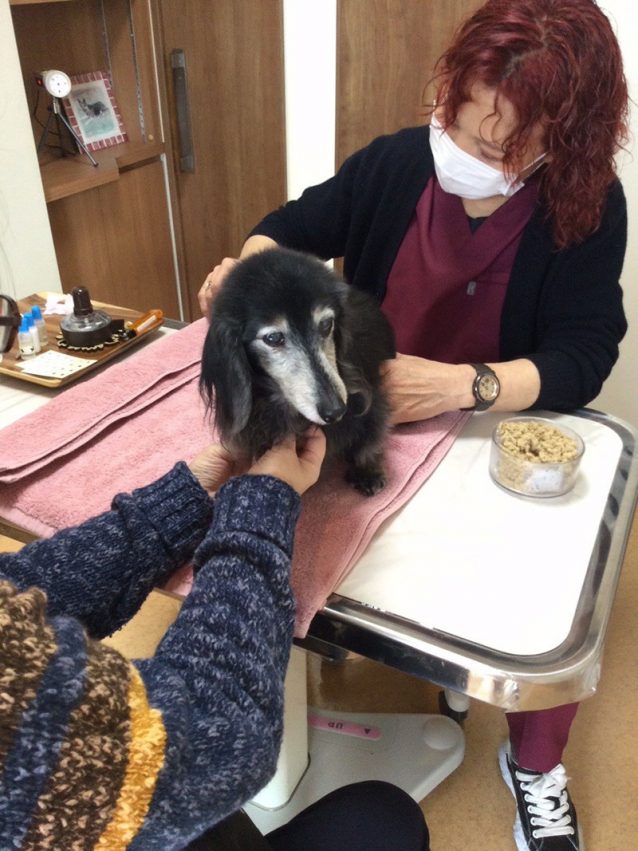 ミニチュアダックスフンドのチロルちゃん