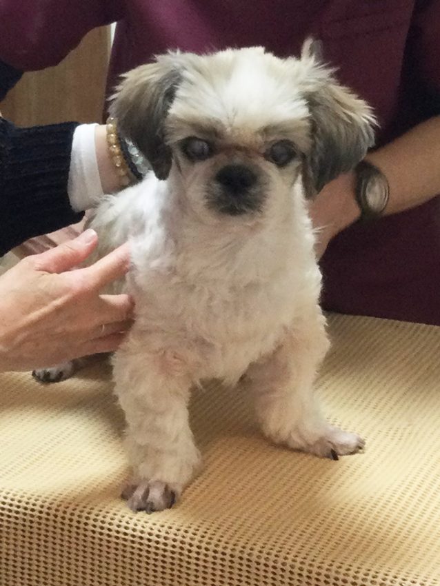 シーズーのちびちゃん