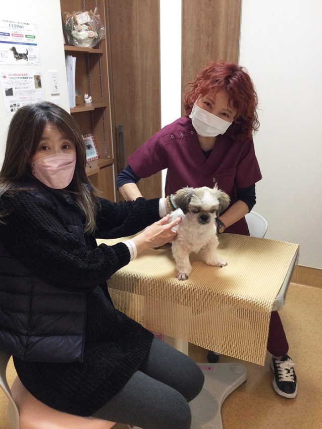 シーズーのちびちゃん