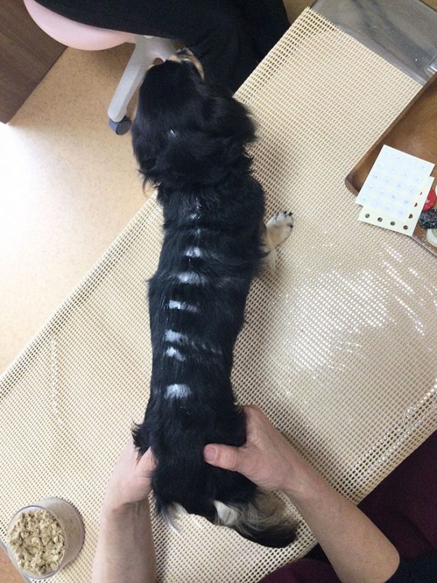 RUMY(ルミィ)ちゃん