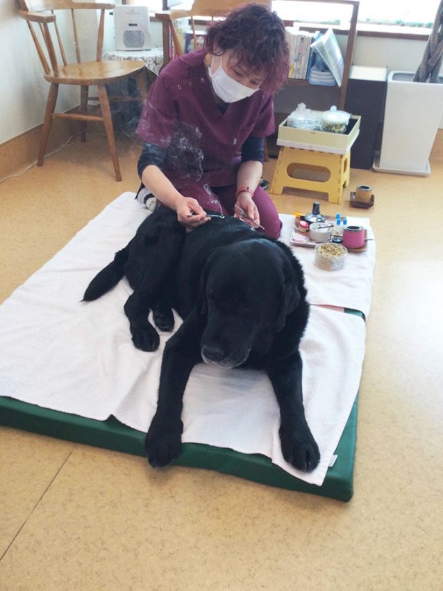 アンリーちゃん