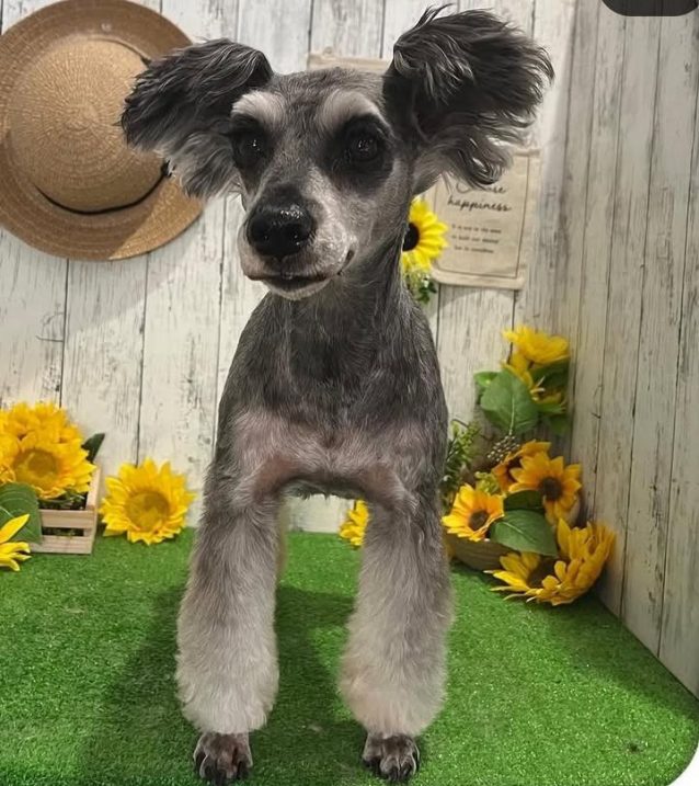 ジジちゃん