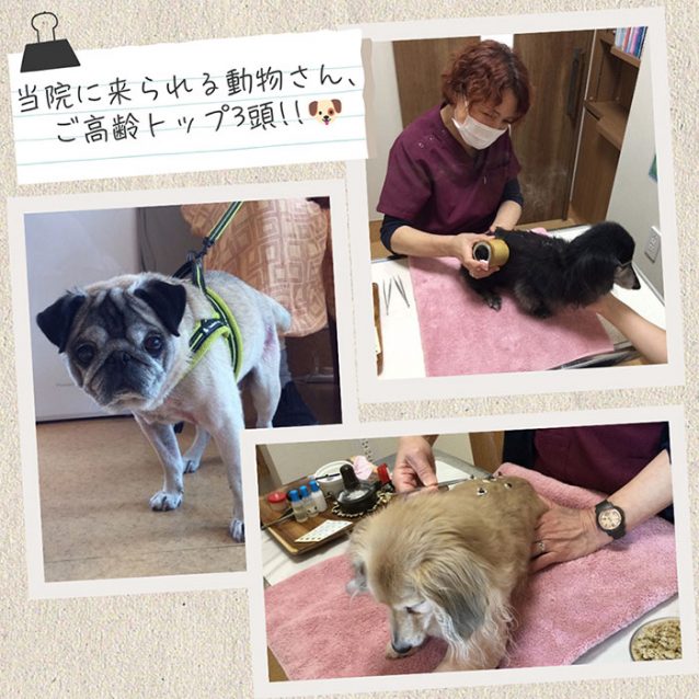 当院に来られる動物さん、ご高齢トップ3頭!!