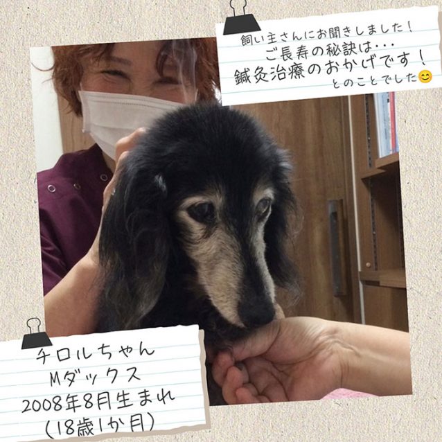 チロルちゃん