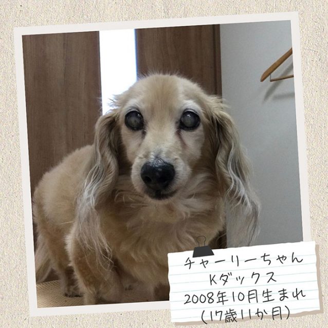 チャーリーちゃん