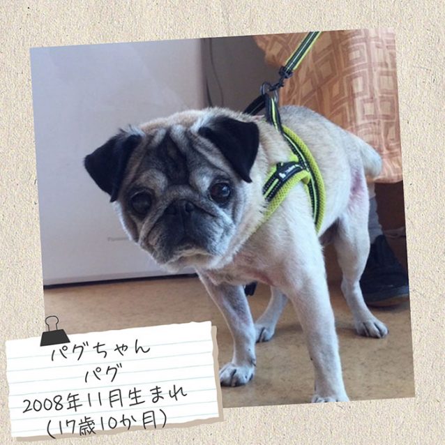 パグちゃん